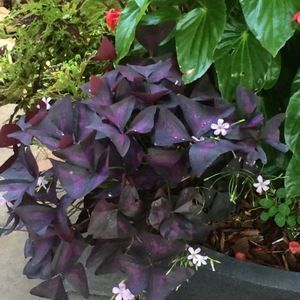 Meet your Posher, Shelby